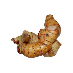 Springs Galangal ( Thai Ginger )  PKT