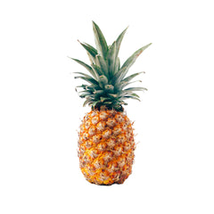 Springs Baby Pine Apple / PC